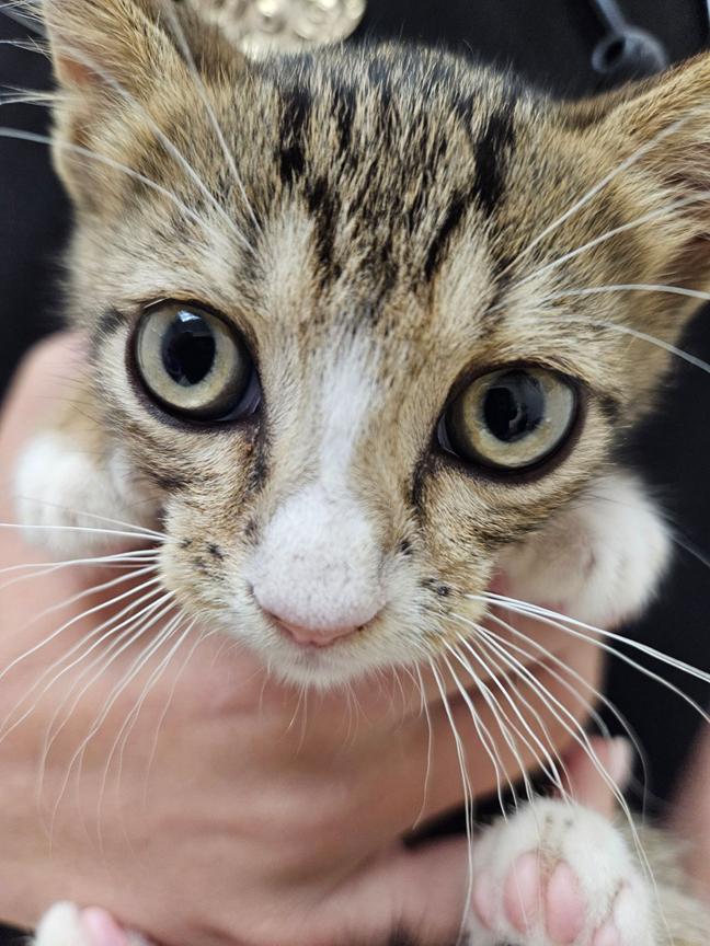 Enlarge Update Adopted! Adorable Kittens Travis & Taylor – For Adoption Together, a Adopted mixed breed in Metairie, LA image 5/6