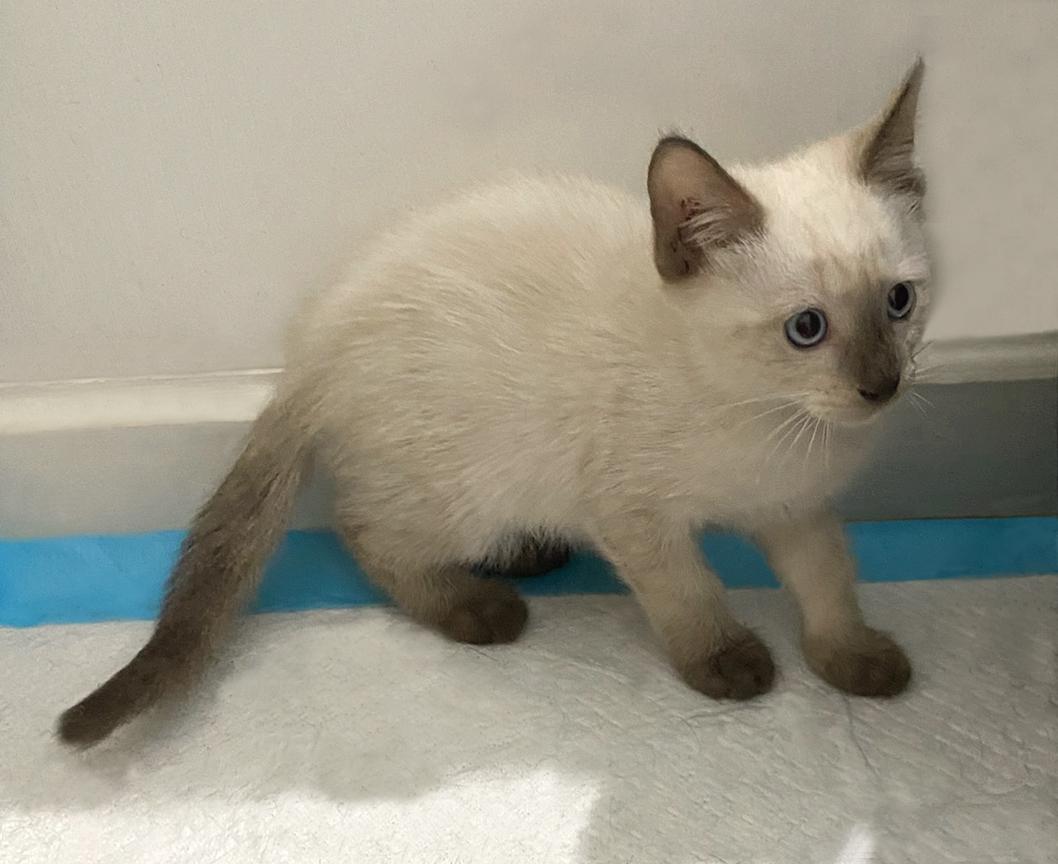 Enlarge Update Adopted! Adorable Kittens Travis & Taylor – For Adoption Together, a Adopted mixed breed in Metairie, LA image 6/6