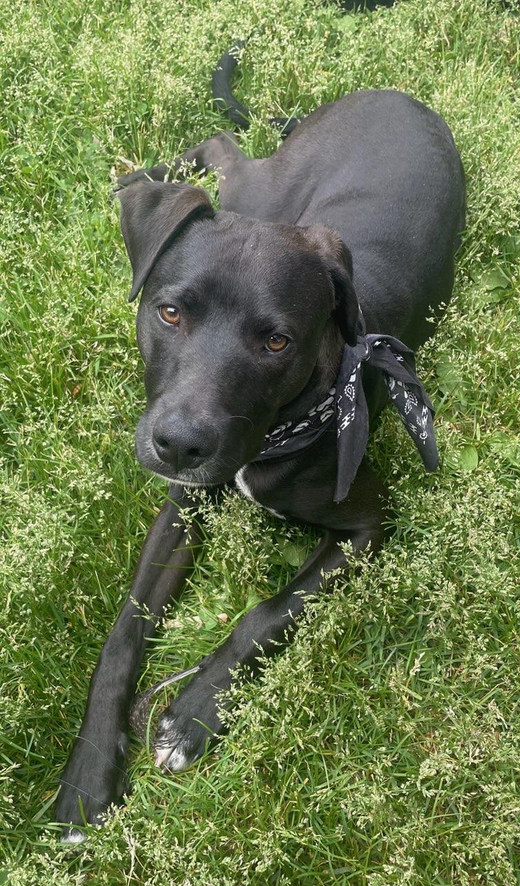 Enlarge Freddy, a Adoptable mixed breed in Kamloops, BC image 2/5