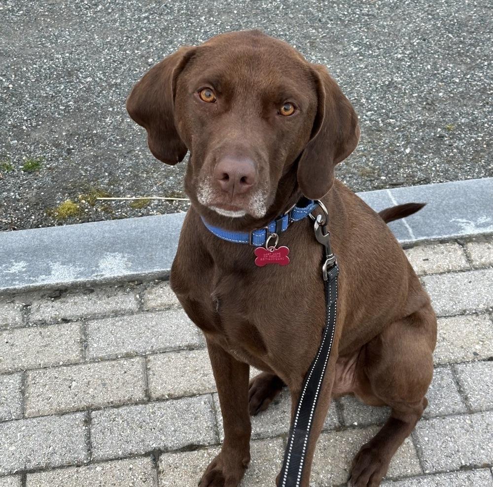 Enlarge Buddy, a Adoptable mixed breed in Boston, MA image 5/6
