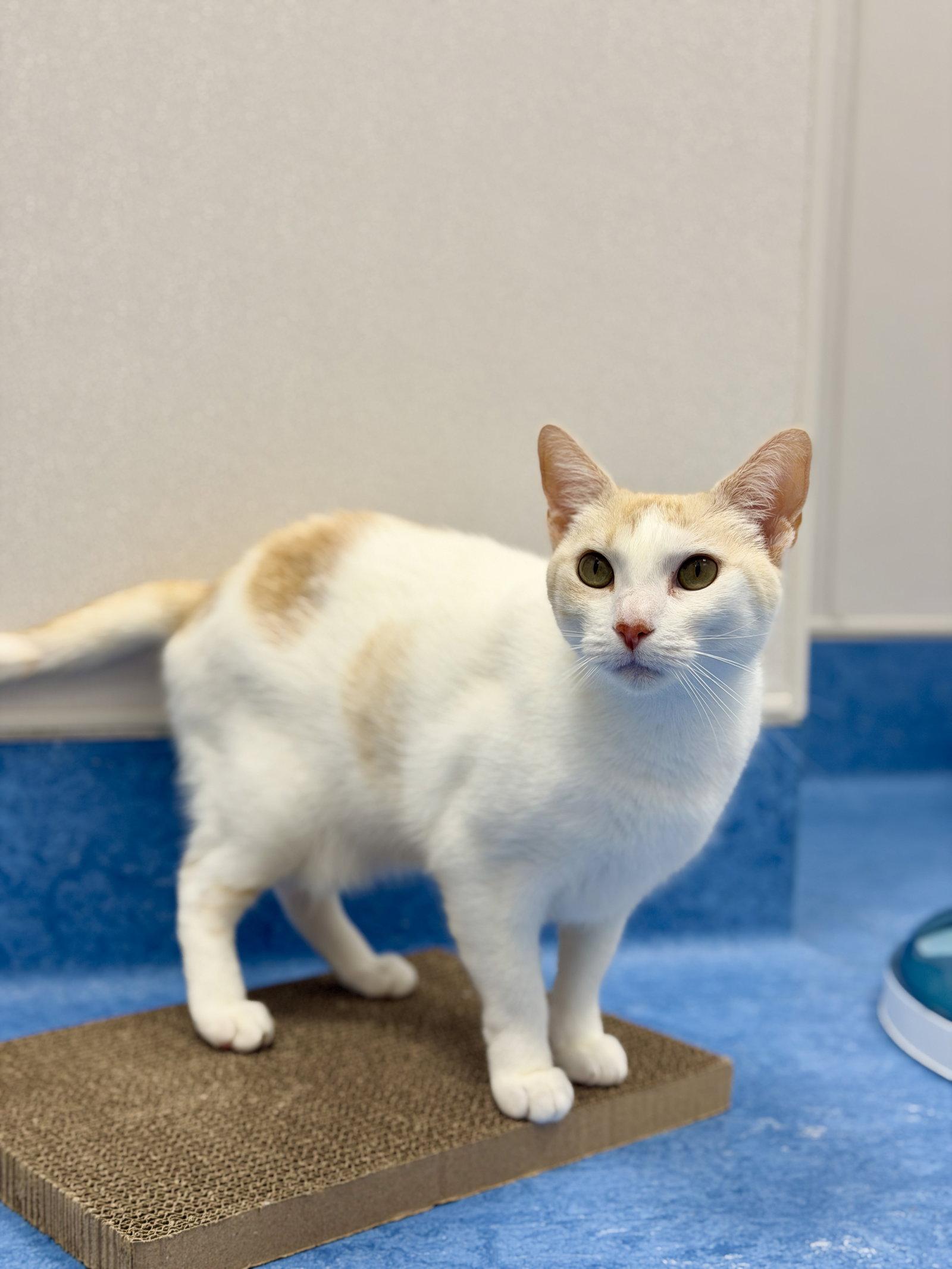 Emma, Adopted, Adult Female Domestic Short Hair.