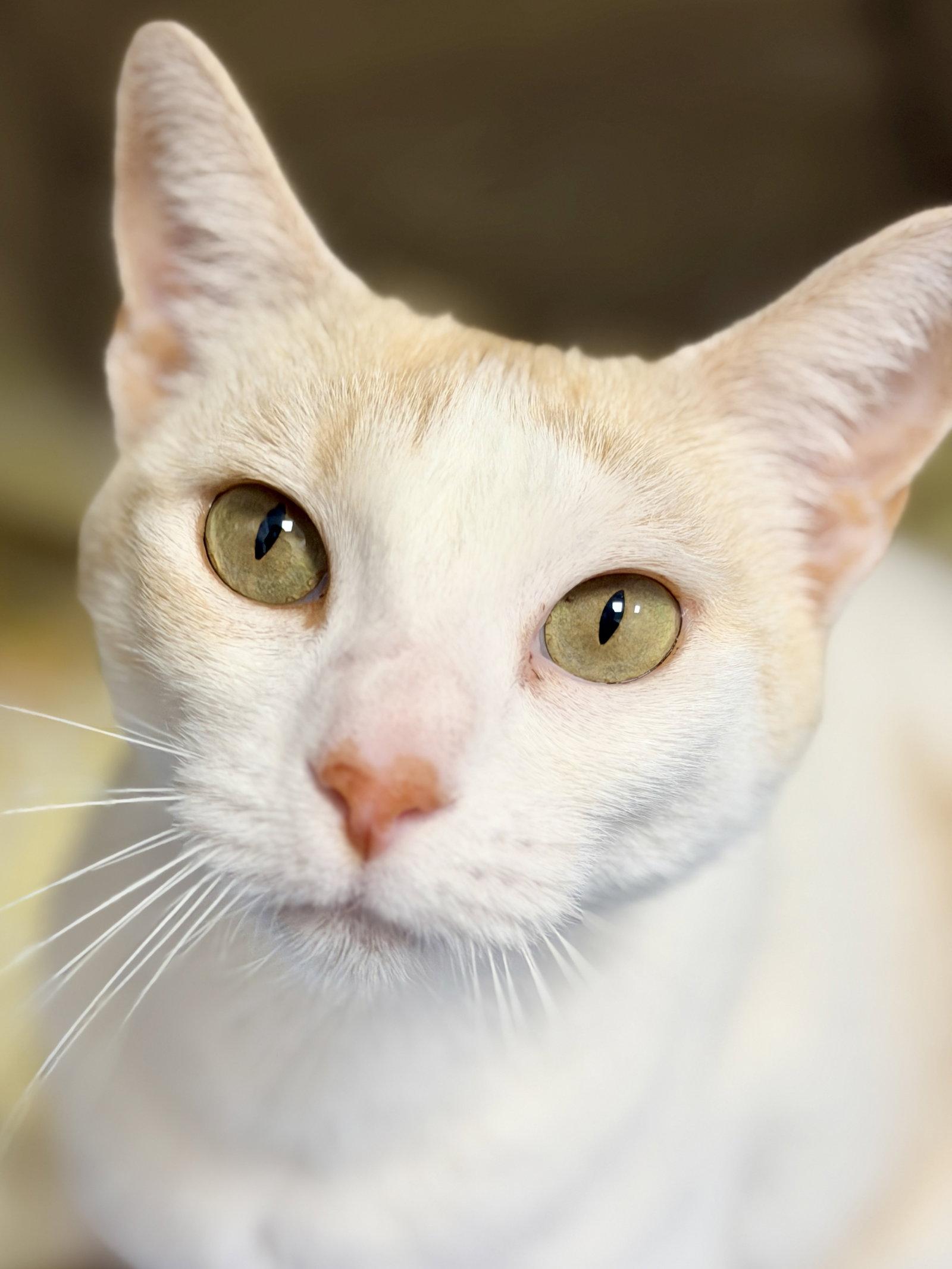 Emma, a Adopted Domestic Short Hair in West Cornwall, CT image 2/3