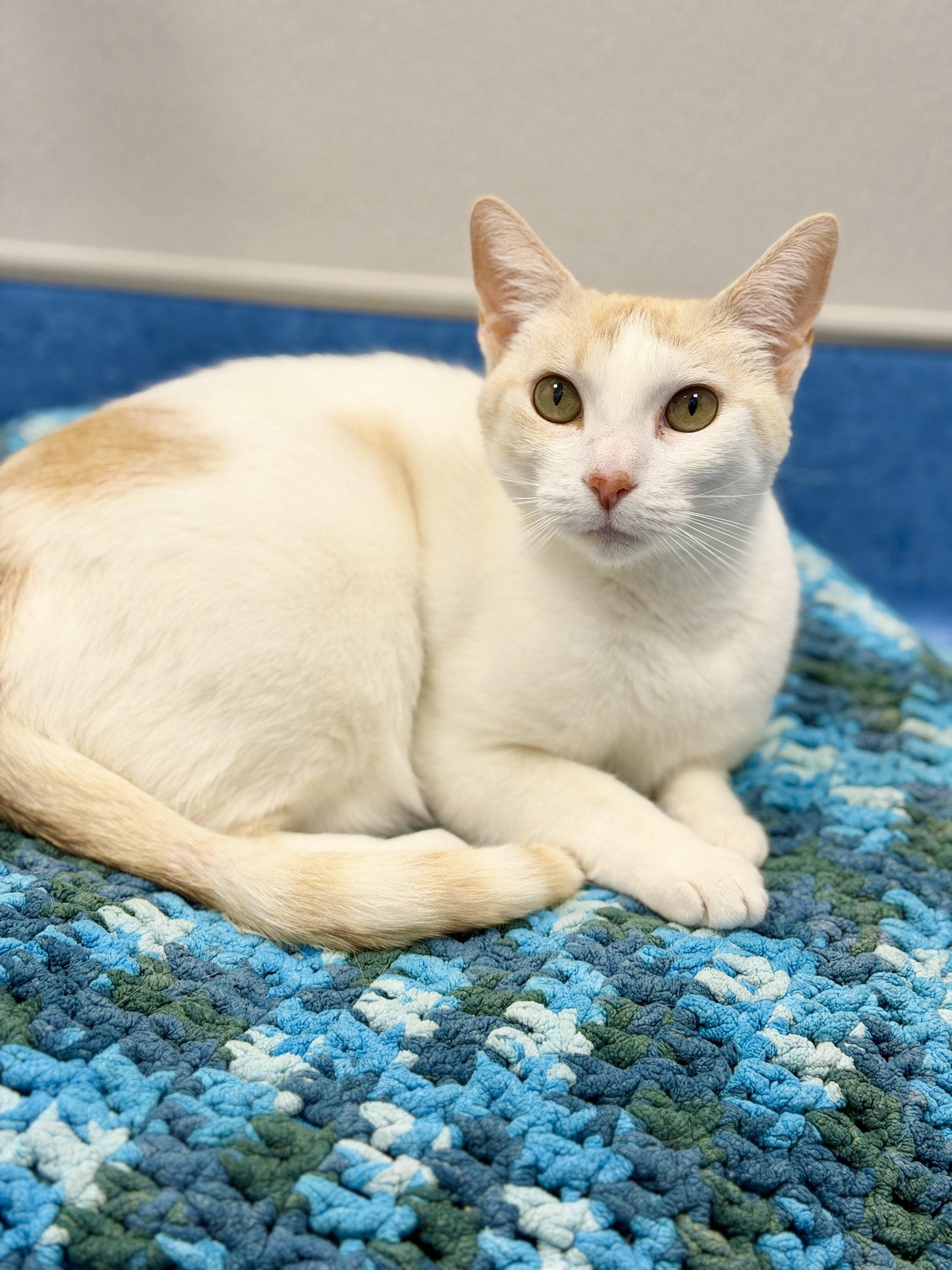 Emma, a Adopted Domestic Short Hair in West Cornwall, CT image 3/3