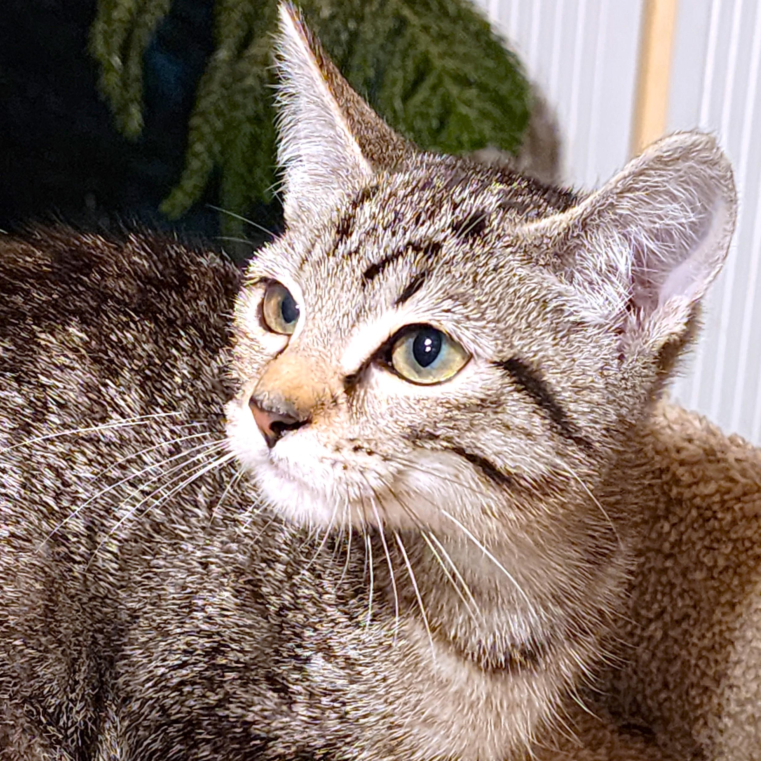 NALA - BENGAL BEAUTY, an adopted mixed breed in Danbury, CT image 1/6
