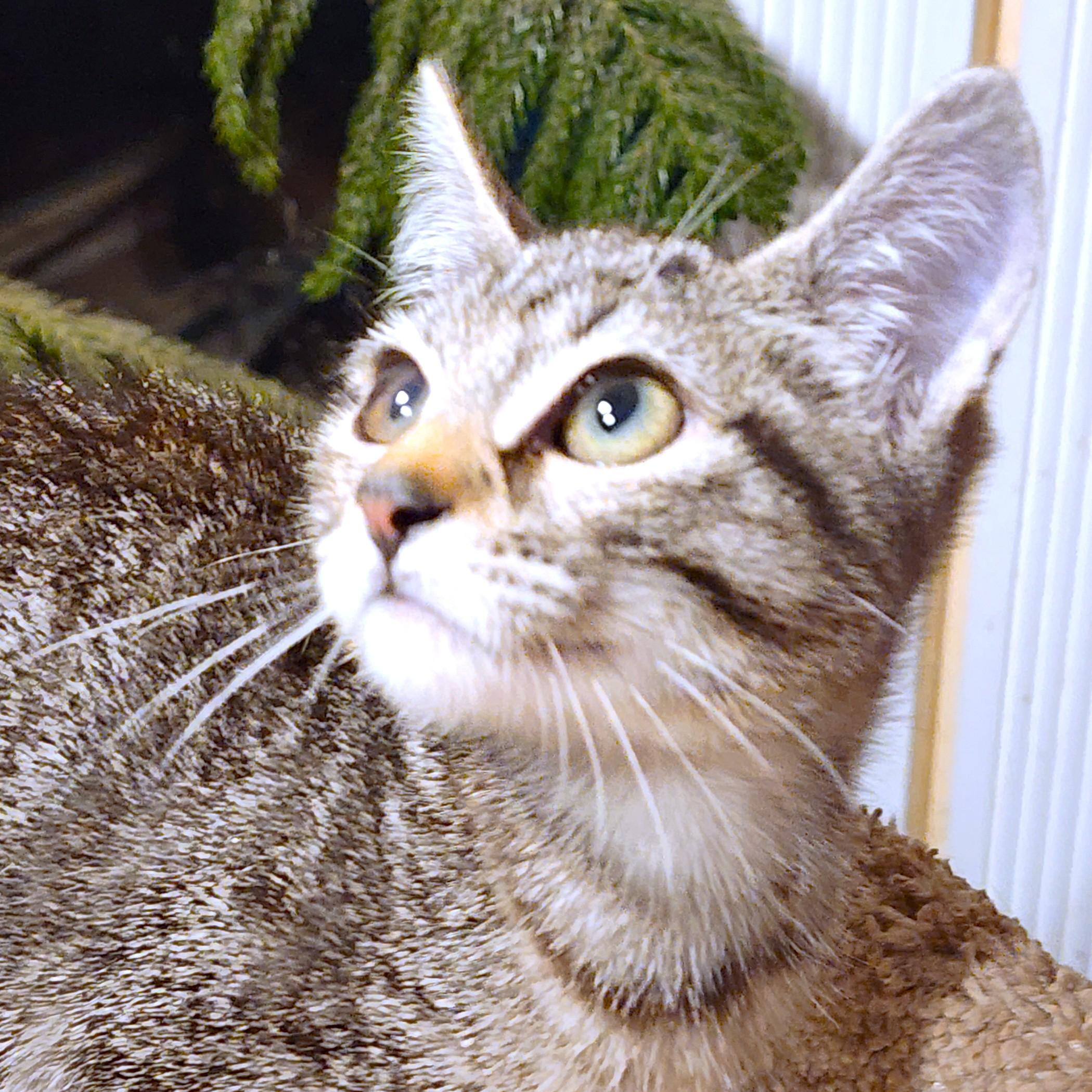 NALA - BENGAL BEAUTY, an adopted mixed breed in Danbury, CT image 3/6