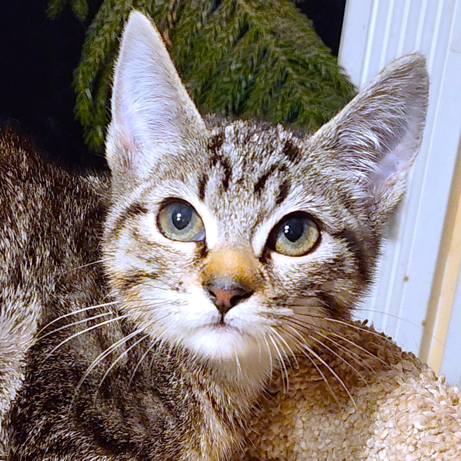 NALA - BENGAL BEAUTY, an adopted mixed breed in Danbury, CT image 4/6