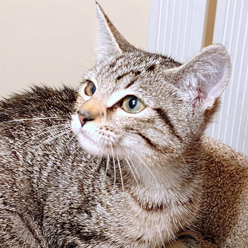 NALA - BENGAL BEAUTY, an adopted mixed breed in Danbury, CT image 6/6