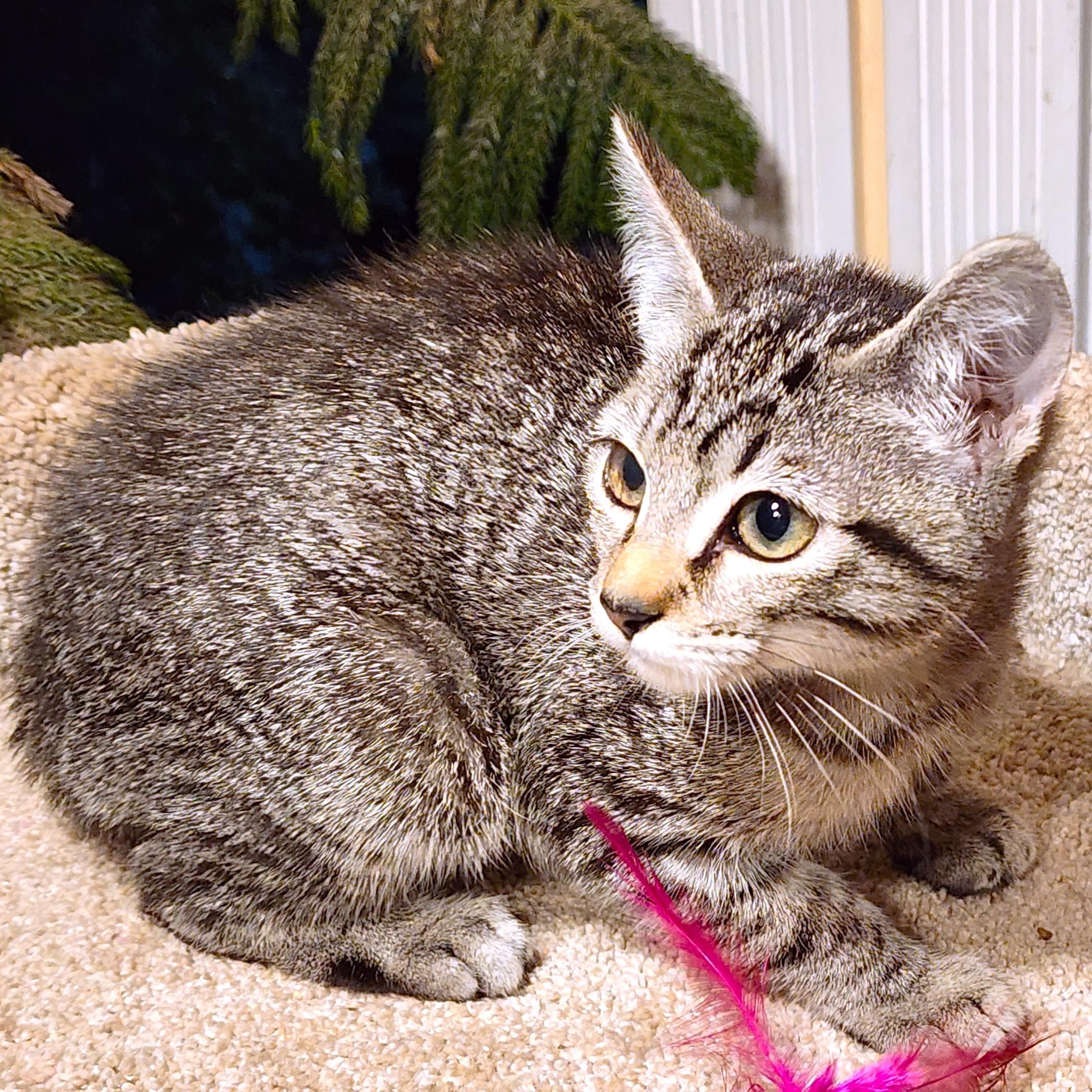 NALA - BENGAL BEAUTY, an adopted mixed breed in Danbury, CT image 2/6