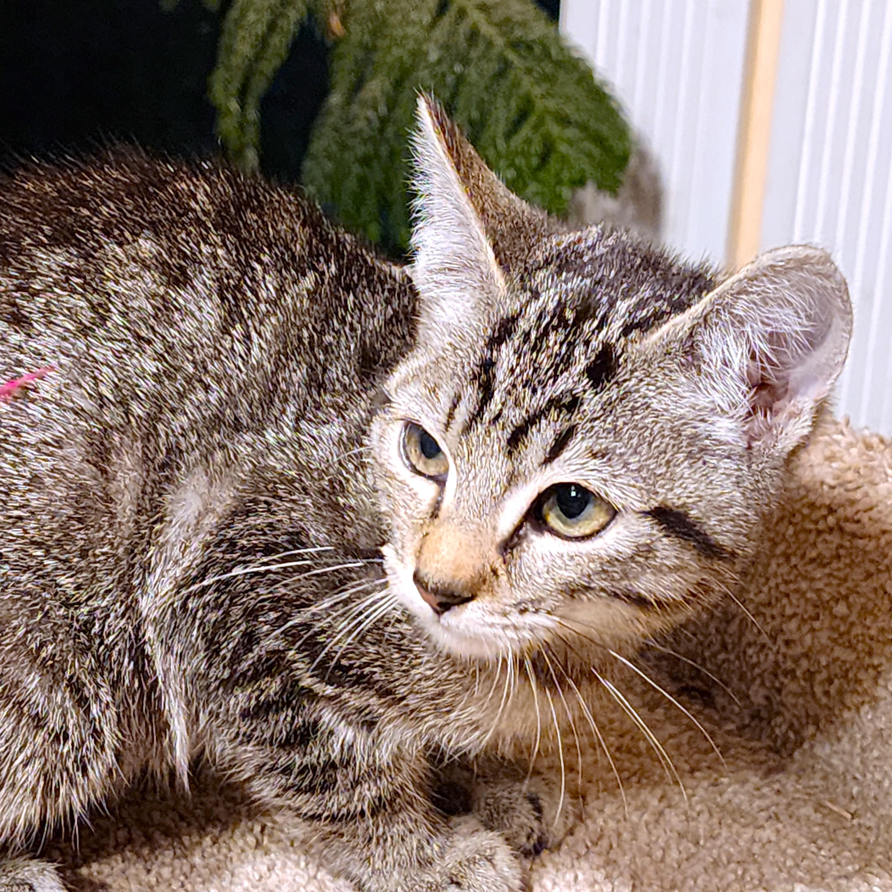 NALA - BENGAL BEAUTY, an adopted mixed breed in Danbury, CT image 5/6