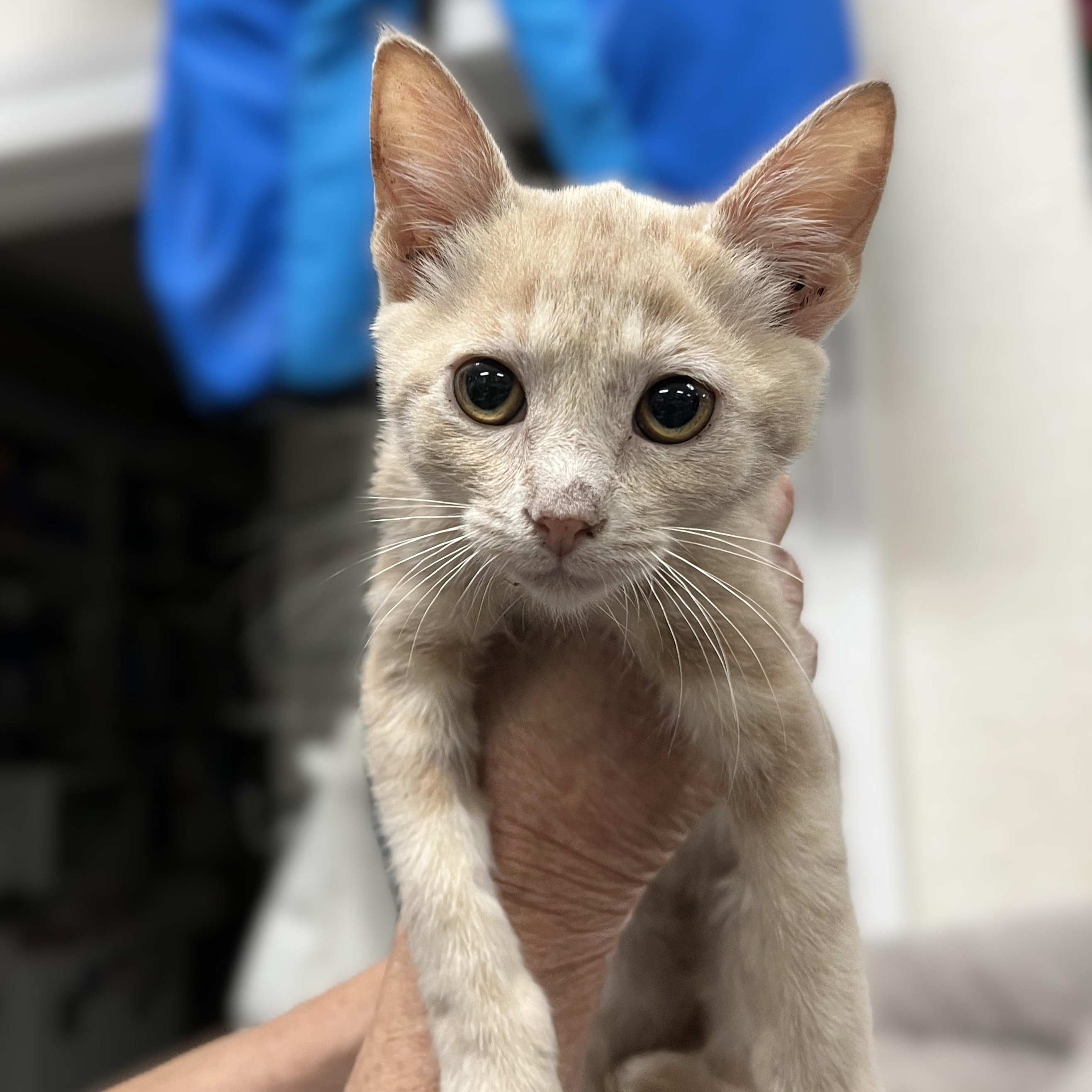 Enlarge Peaches (also 2 fawn brothers), a Adoptable Domestic Short Hair image 1/1