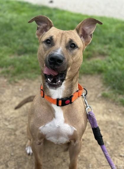 Beardsley, a Adoptable mixed breed in Twinsburg, OH image 1/3