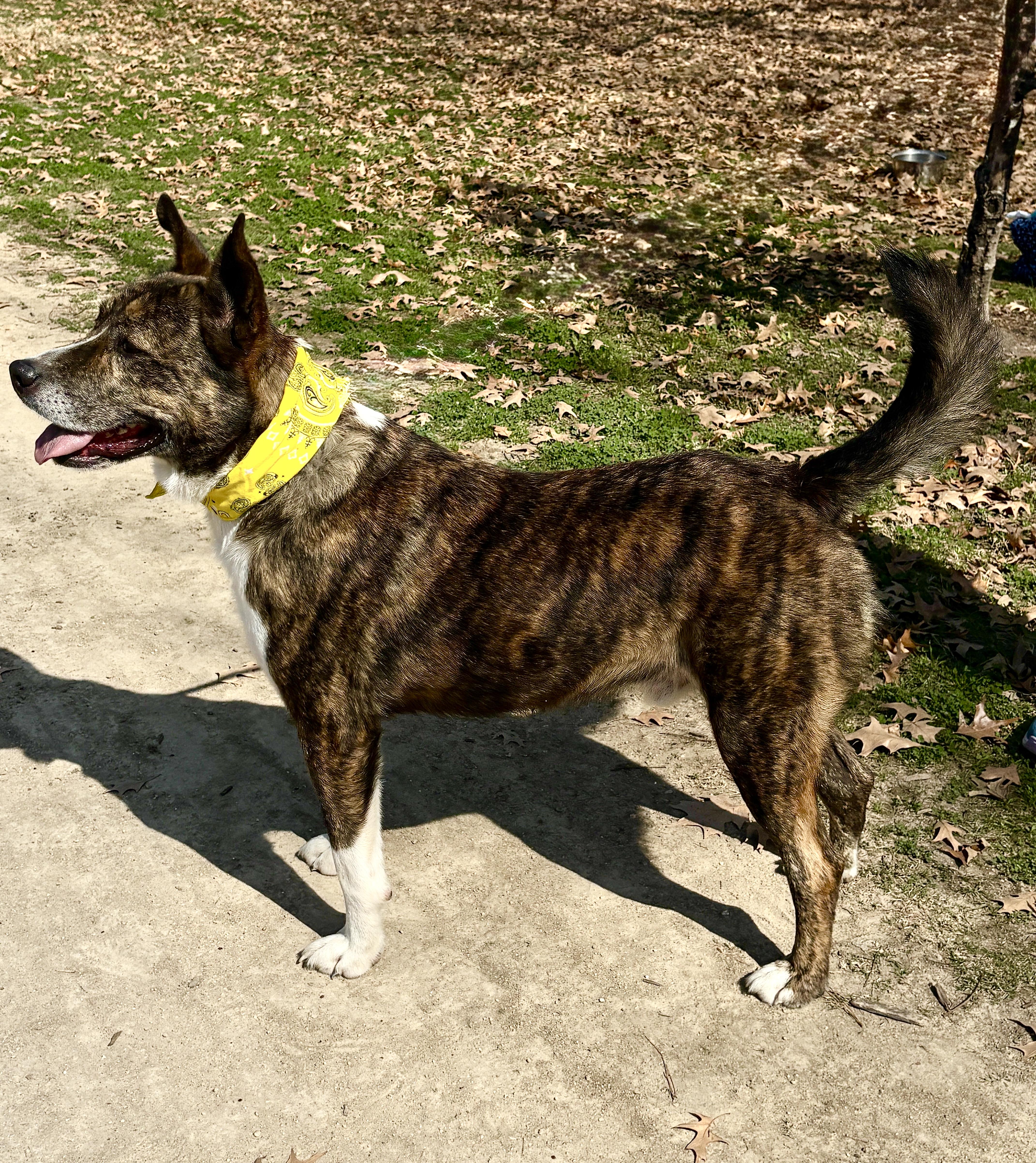 Enlarge MACHI- magic!, a Adoptable mixed breed in Boston, MA image 4/7