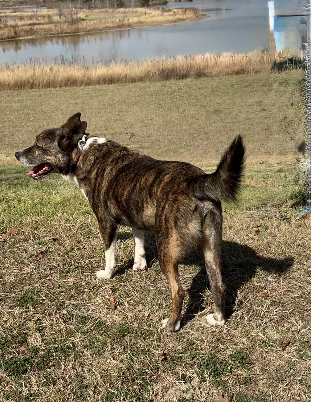 Enlarge MACHI- magic!, a Adoptable mixed breed in Boston, MA image 3/7