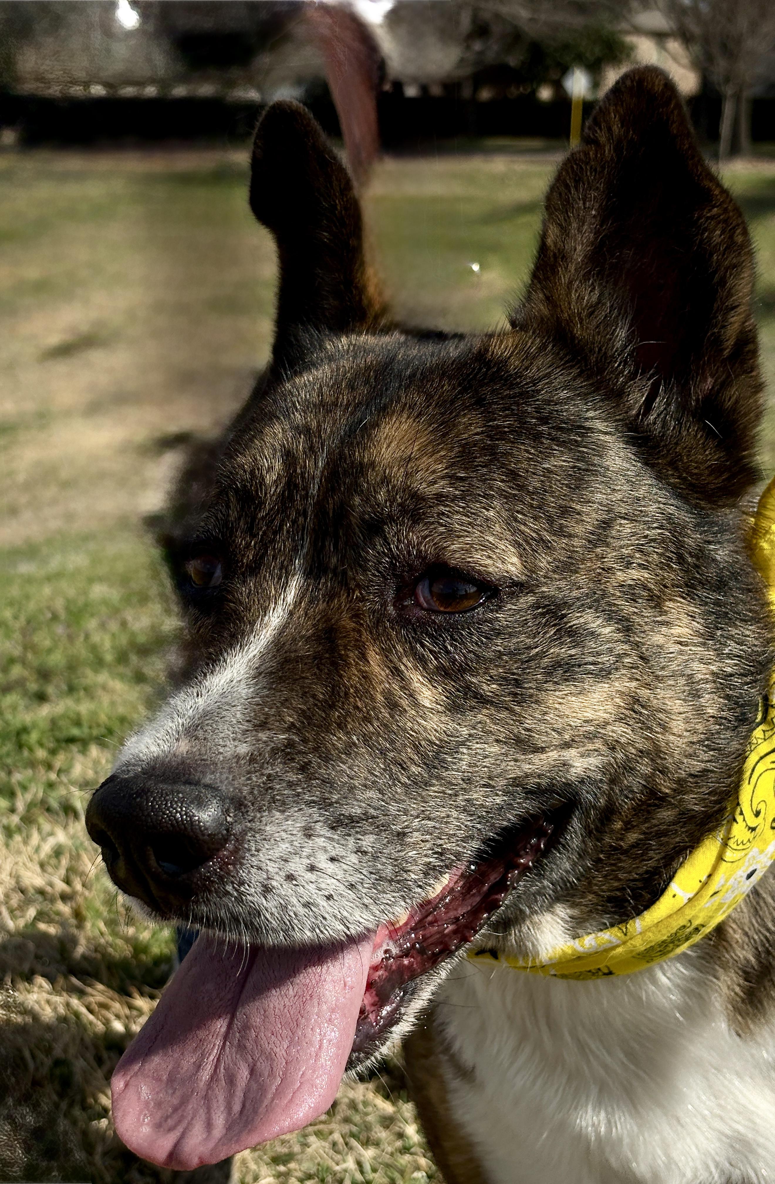 Enlarge MACHI- magic!, a Adoptable mixed breed in Boston, MA image 5/7