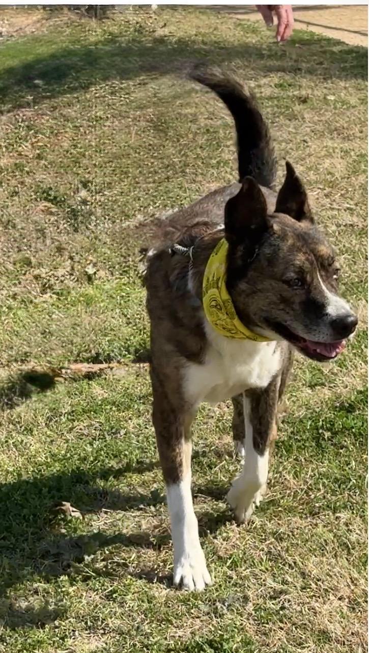 Enlarge MACHI- magic!, a Adoptable mixed breed in Boston, MA image 7/7