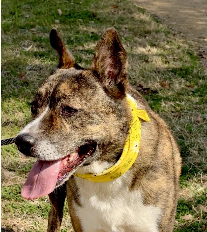 Enlarge MACHI- magic!, a Adoptable mixed breed in Boston, MA image 1/7
