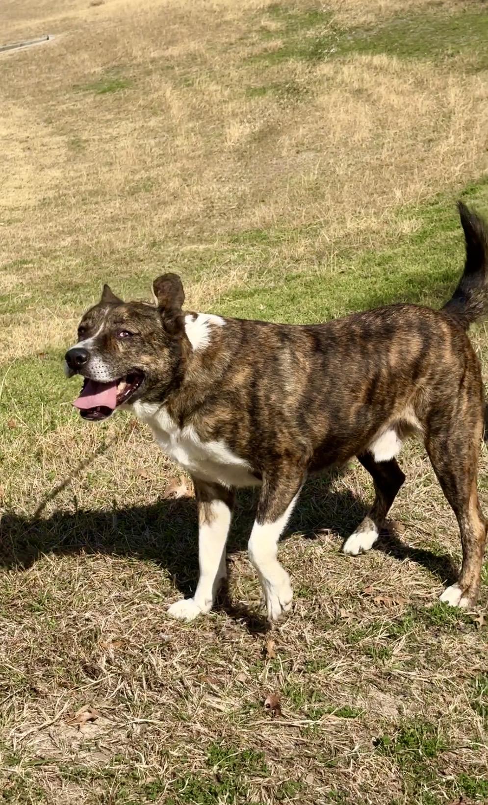 Enlarge MACHI- magic!, a Adoptable mixed breed in Boston, MA image 6/7