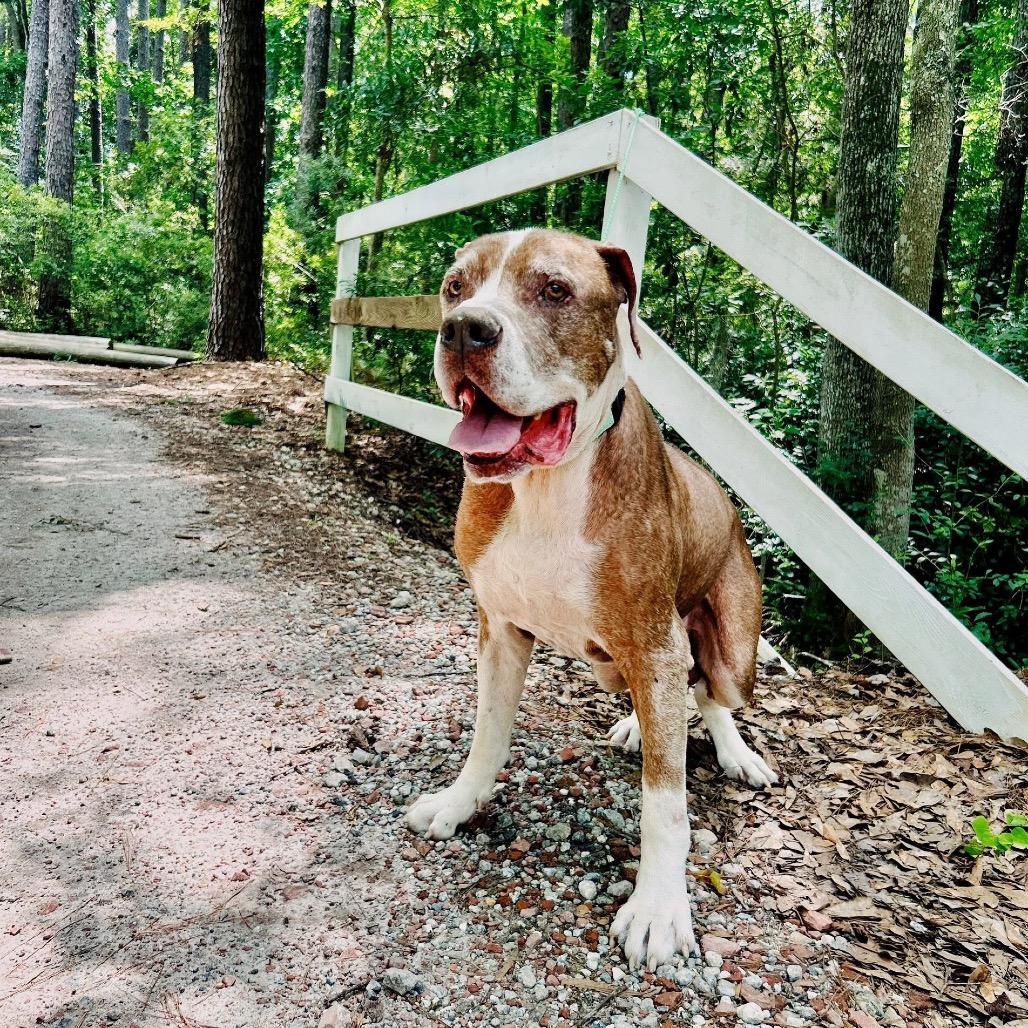 Bernie Boomerang — thumbnail 2