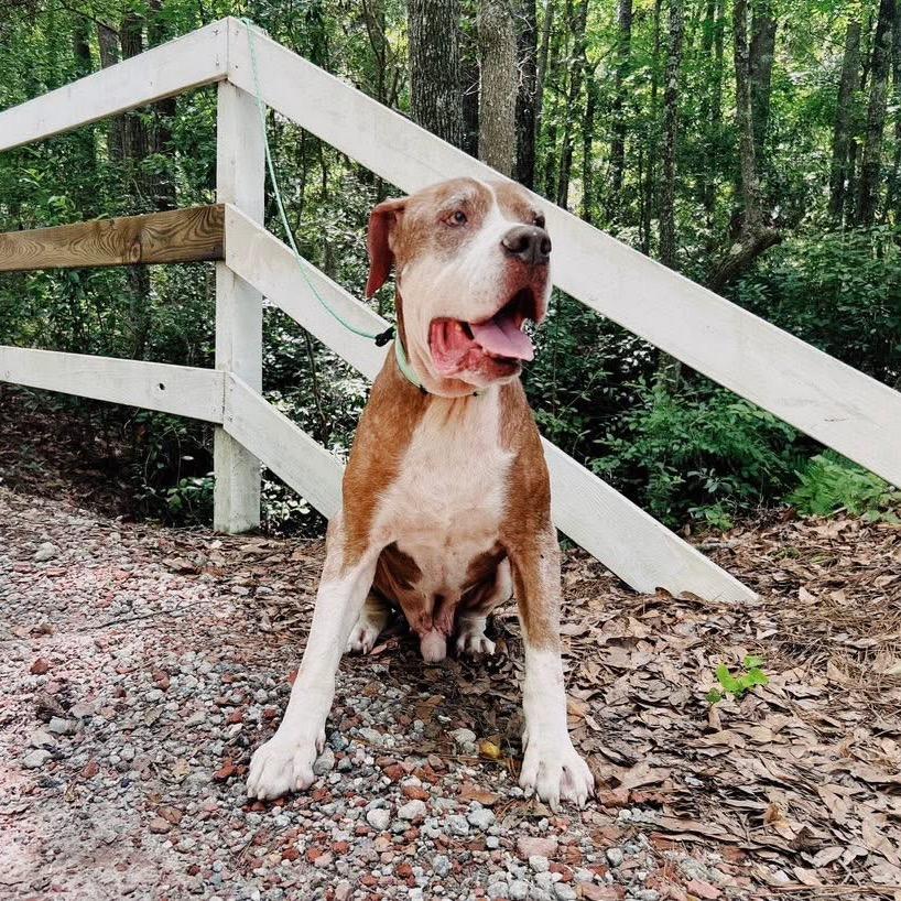 Bernie Boomerang — thumbnail 3