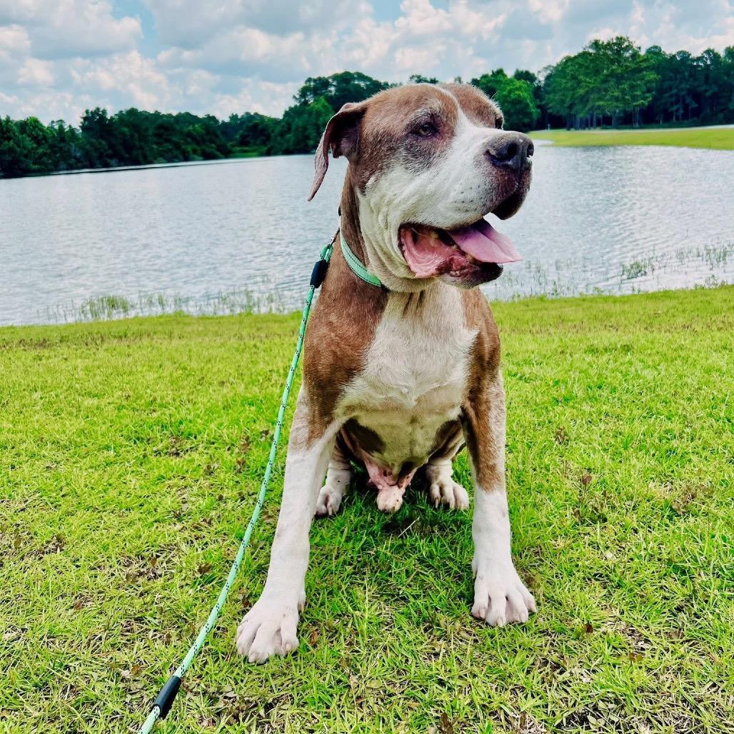 Bernie Boomerang — thumbnail 5