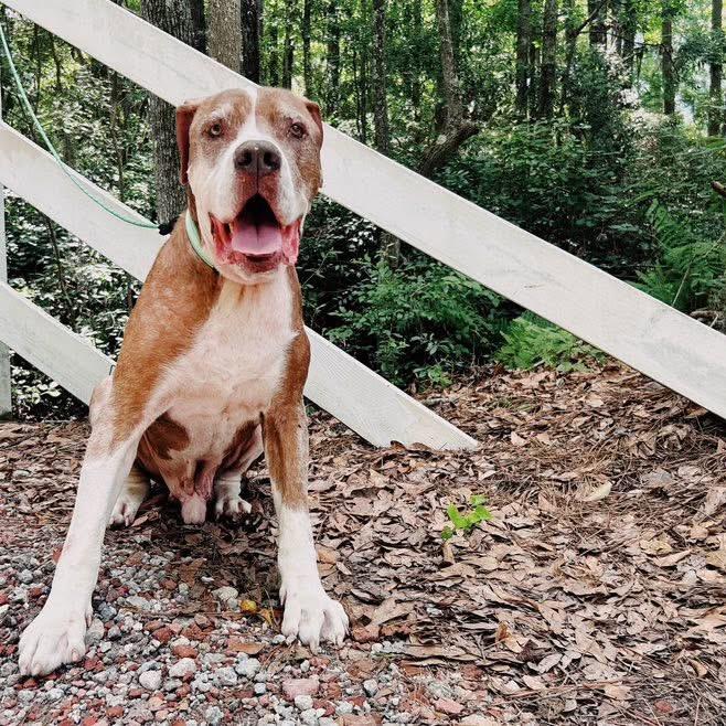 Bernie Boomerang — thumbnail 6