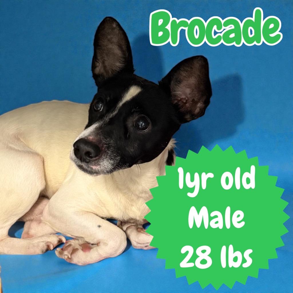 Brocade, Adoptable, Young Male Terrier.