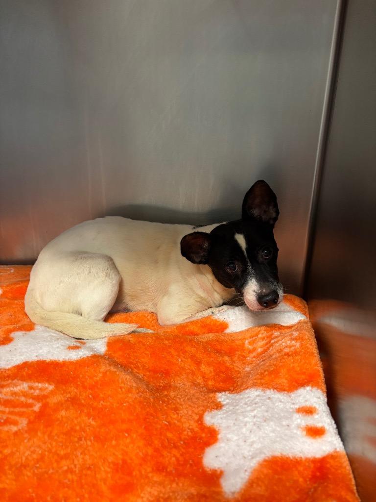 Enlarge Brocade, a Adoptable mixed breed in Sorrento, LA image 2/3