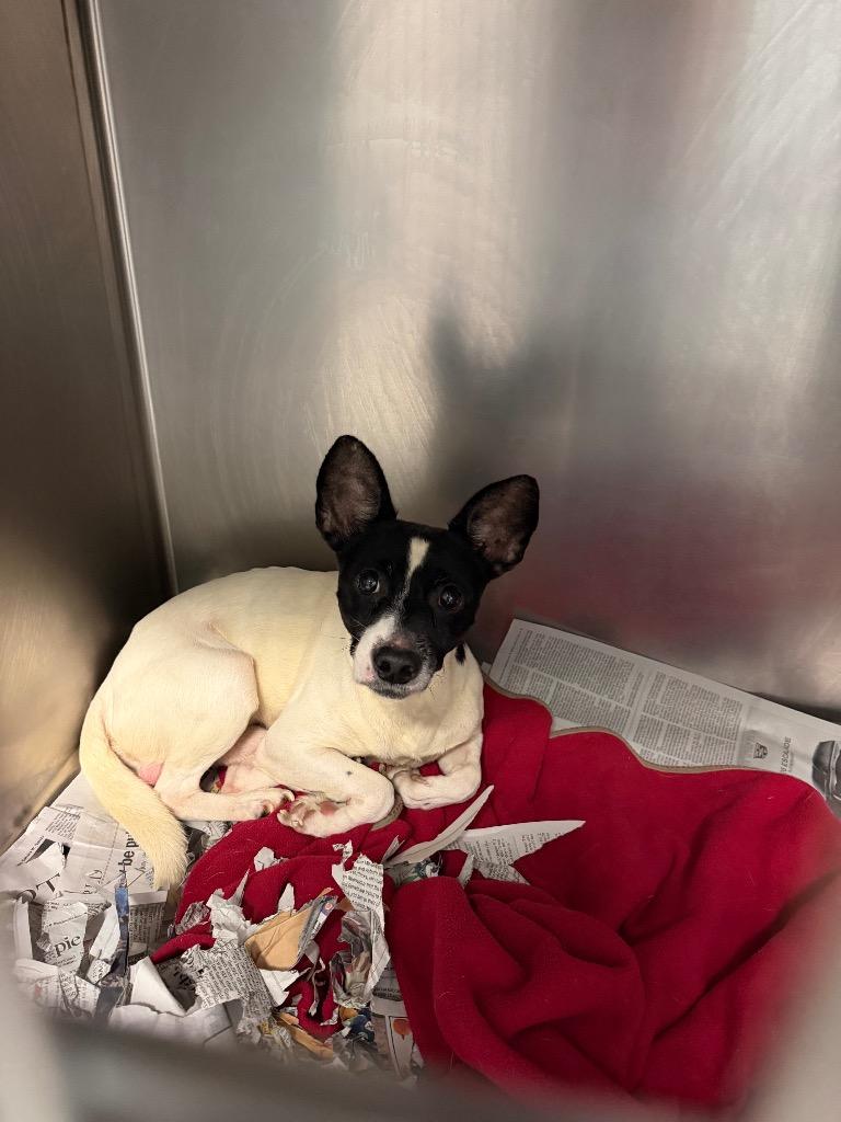 Enlarge Brocade, a Adoptable mixed breed in Sorrento, LA image 3/3