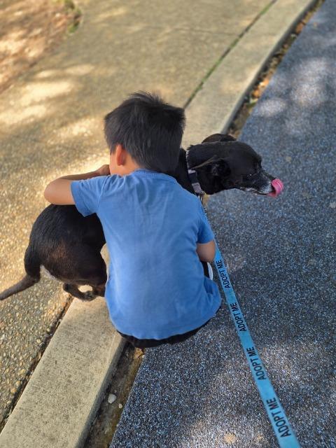 Enlarge Shaloam (Smidge), a Adoptable mixed breed in New Braunfels, TX image 1/6