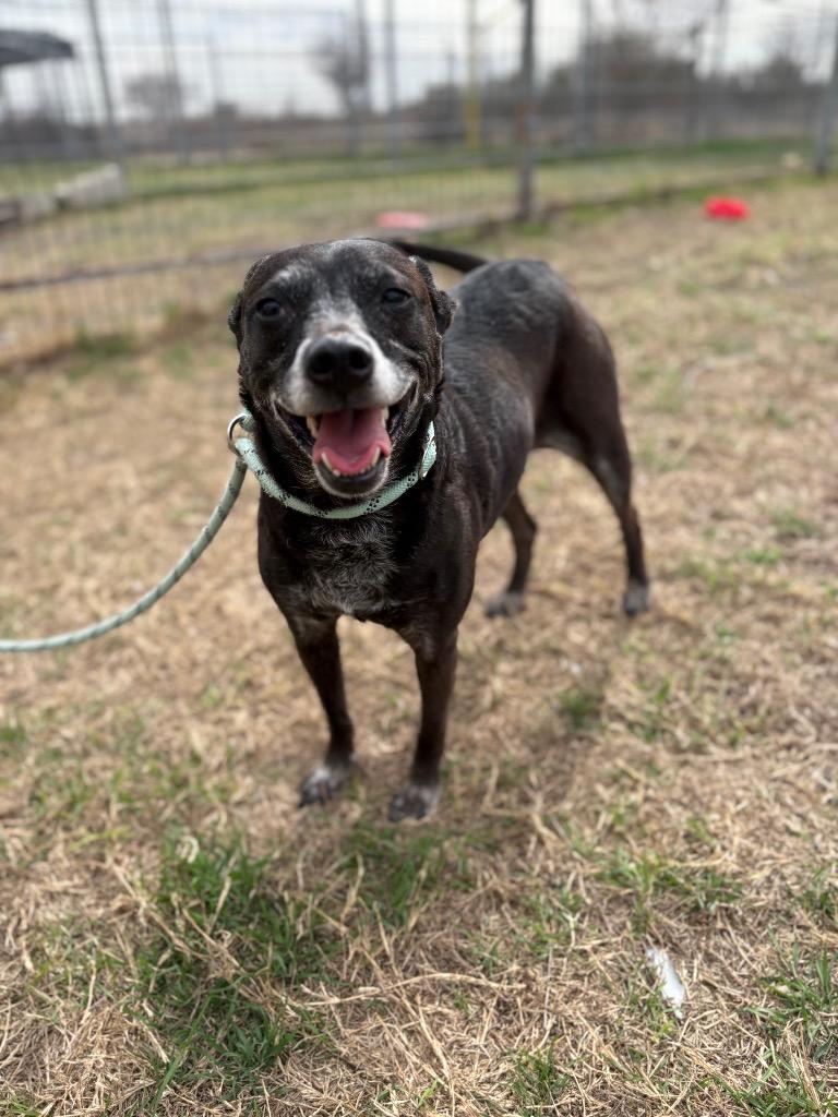 Enlarge Shaloam (Smidge), a Adoptable mixed breed in New Braunfels, TX image 2/6