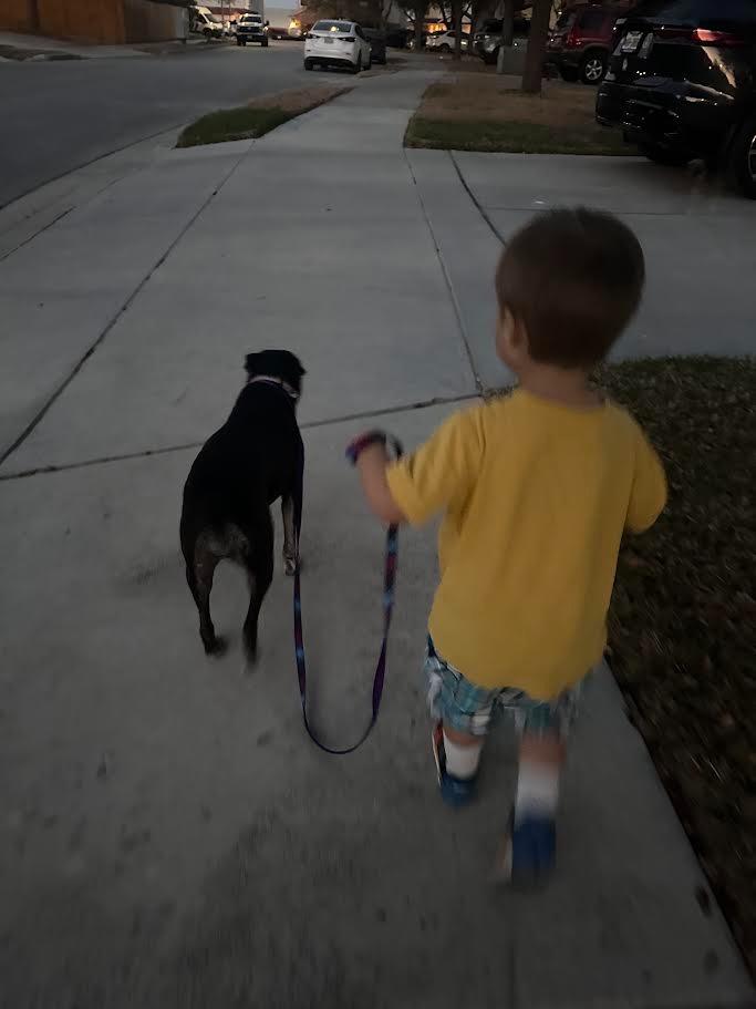 Enlarge Shaloam (Smidge), a Adoptable mixed breed in New Braunfels, TX image 3/6