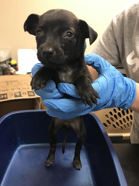 Enlarge Shaloam (Smidge), a Adoptable mixed breed in New Braunfels, TX image 4/6