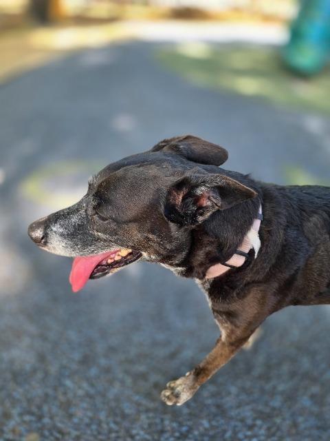 Enlarge Shaloam (Smidge), a Adoptable mixed breed in New Braunfels, TX image 5/6