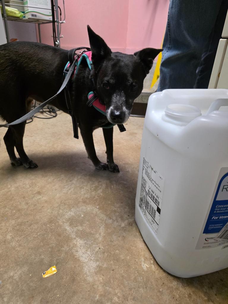 Enlarge Shaloam (Smidge), a Adoptable mixed breed in New Braunfels, TX image 6/6