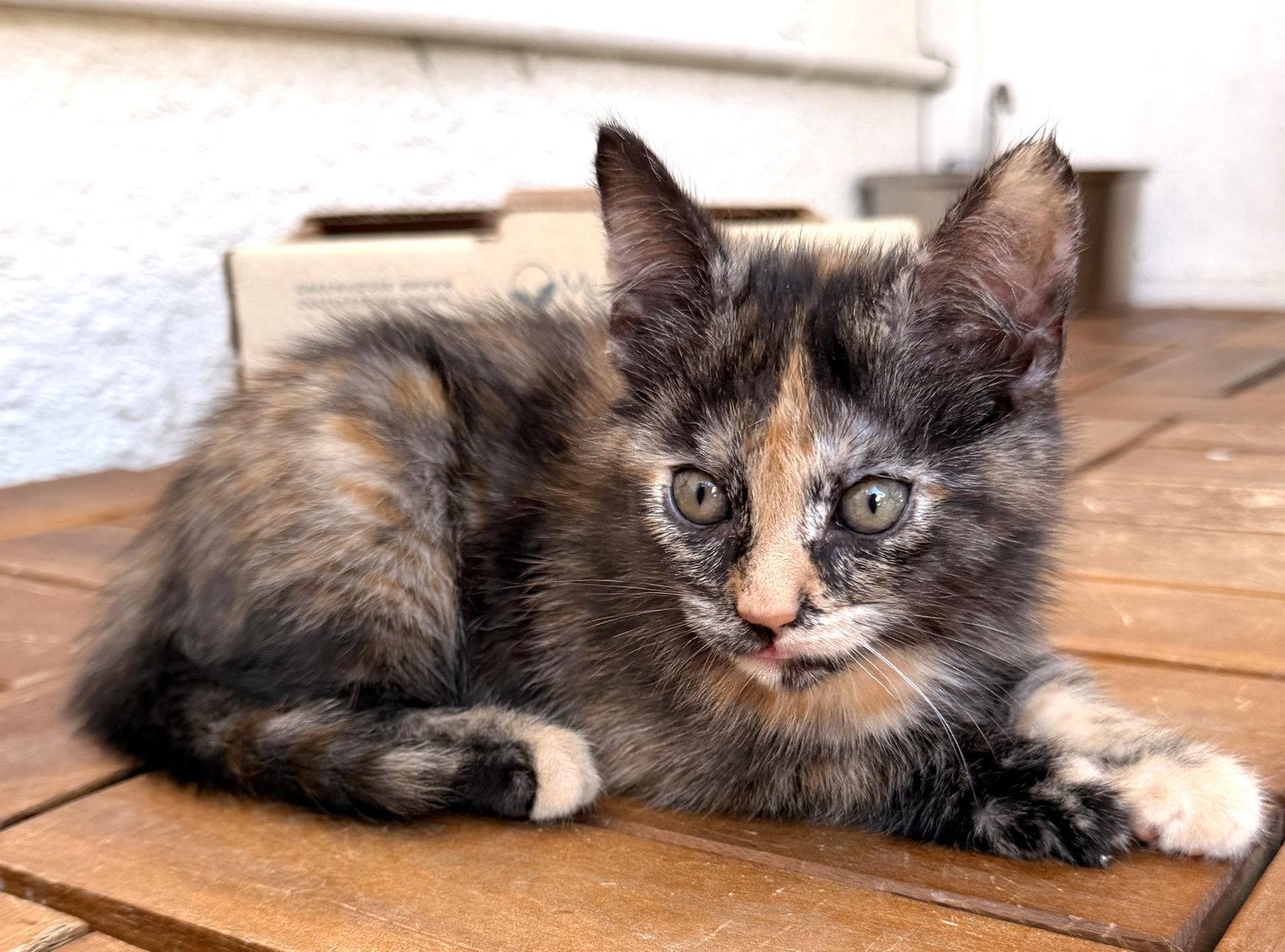 Mabel, Adoptable, Kitten Female Tortoiseshell.