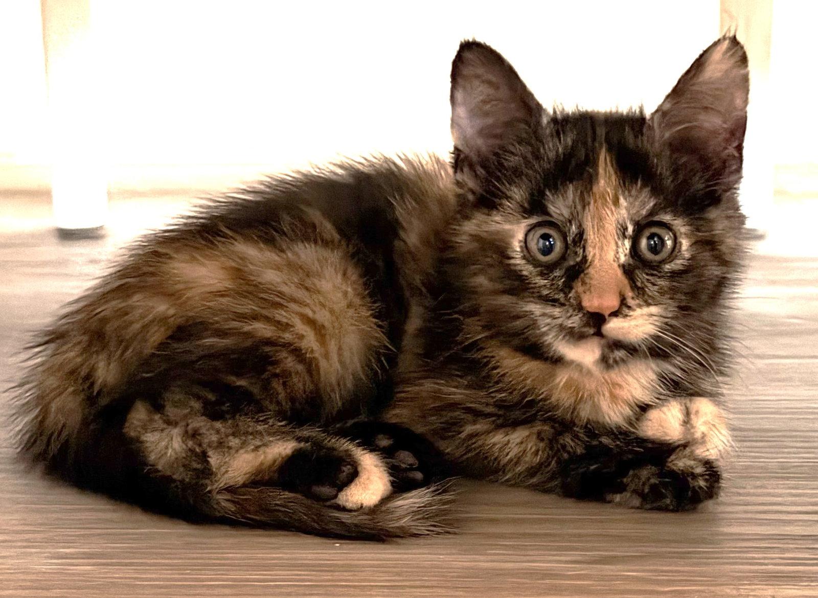 Enlarge Mabel, a Adoptable Tortoiseshell in Seal Beach, CA image 2/3