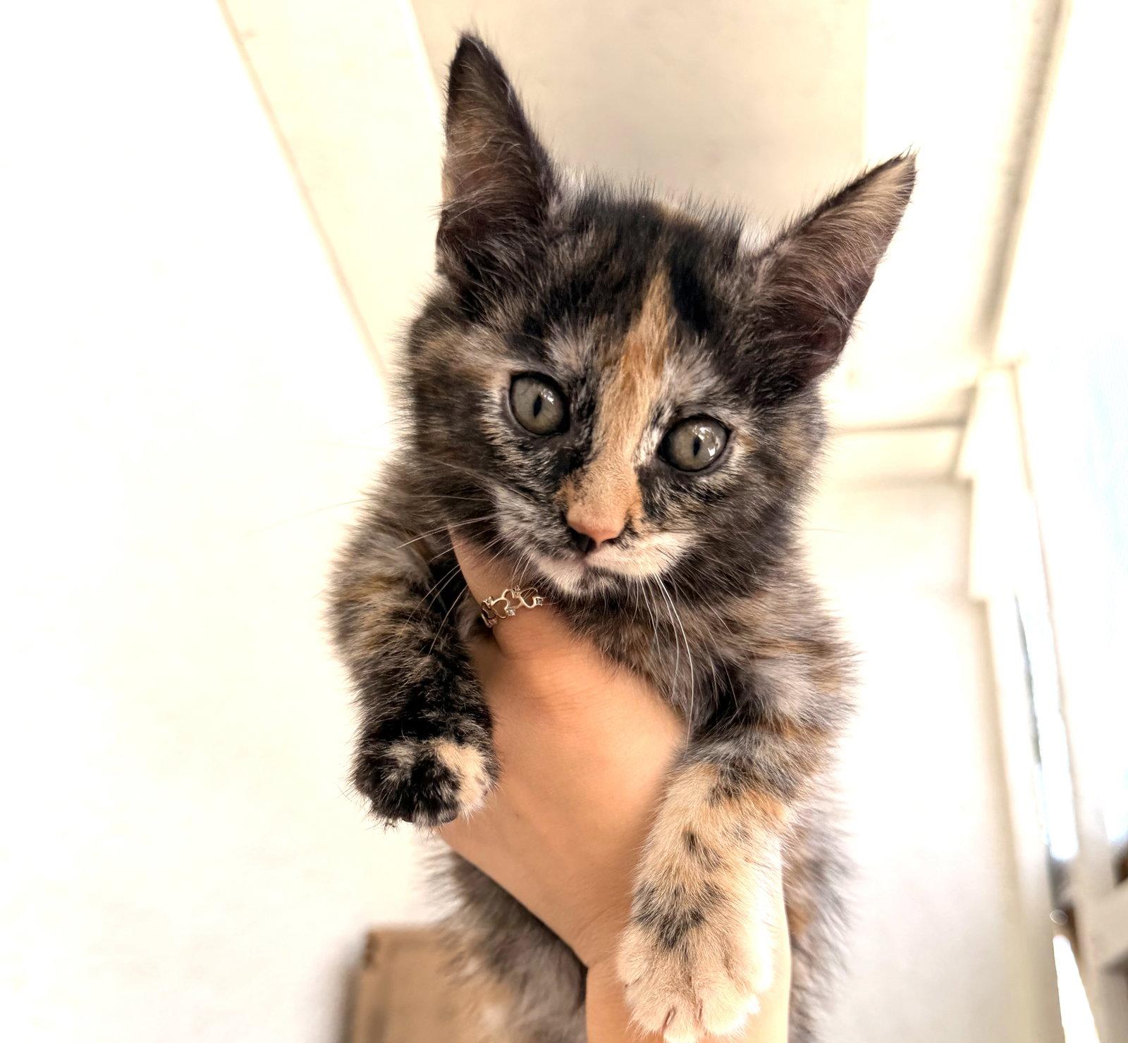 Enlarge Mabel, a Adoptable Tortoiseshell in Seal Beach, CA image 3/3