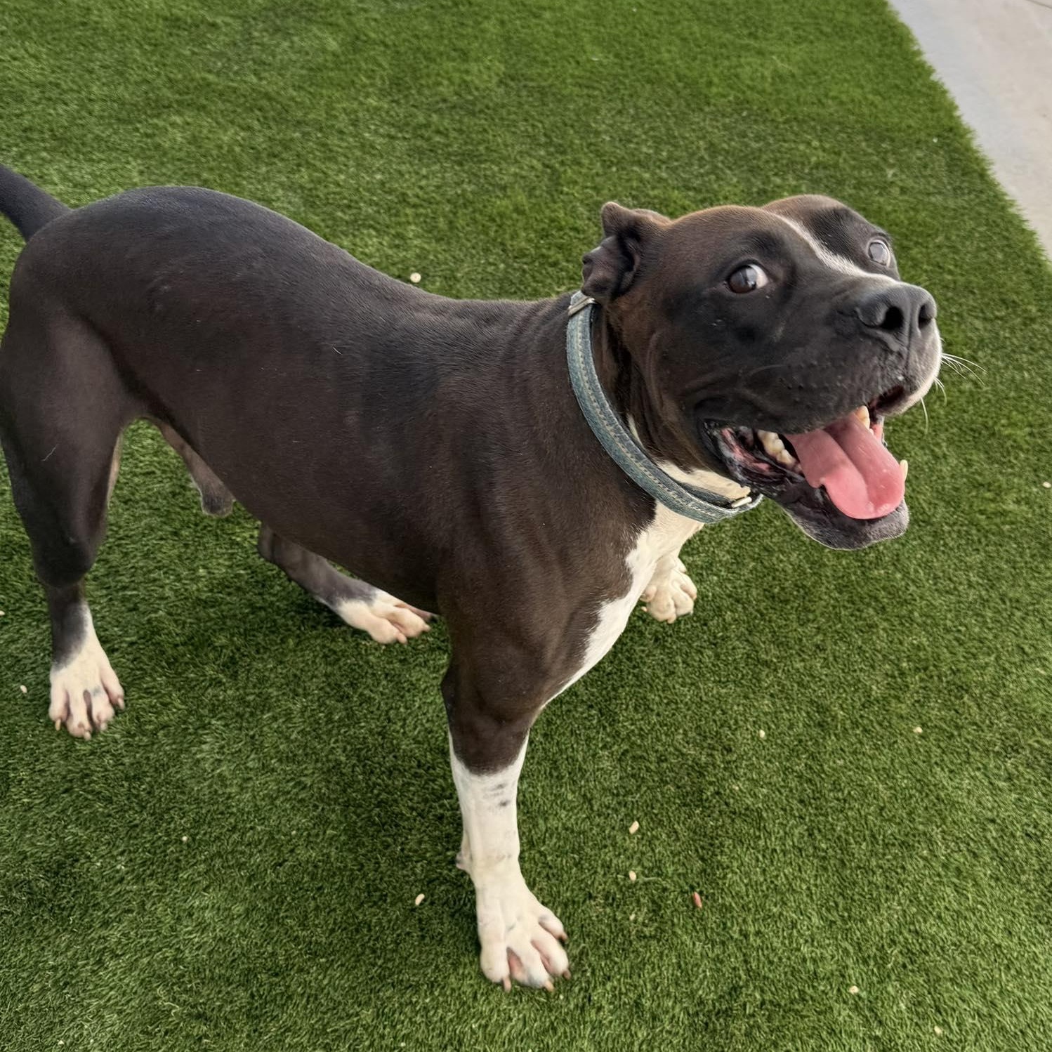 Enlarge Remi, a Adoptable Mixed Breed in Warren, OH image 2/2