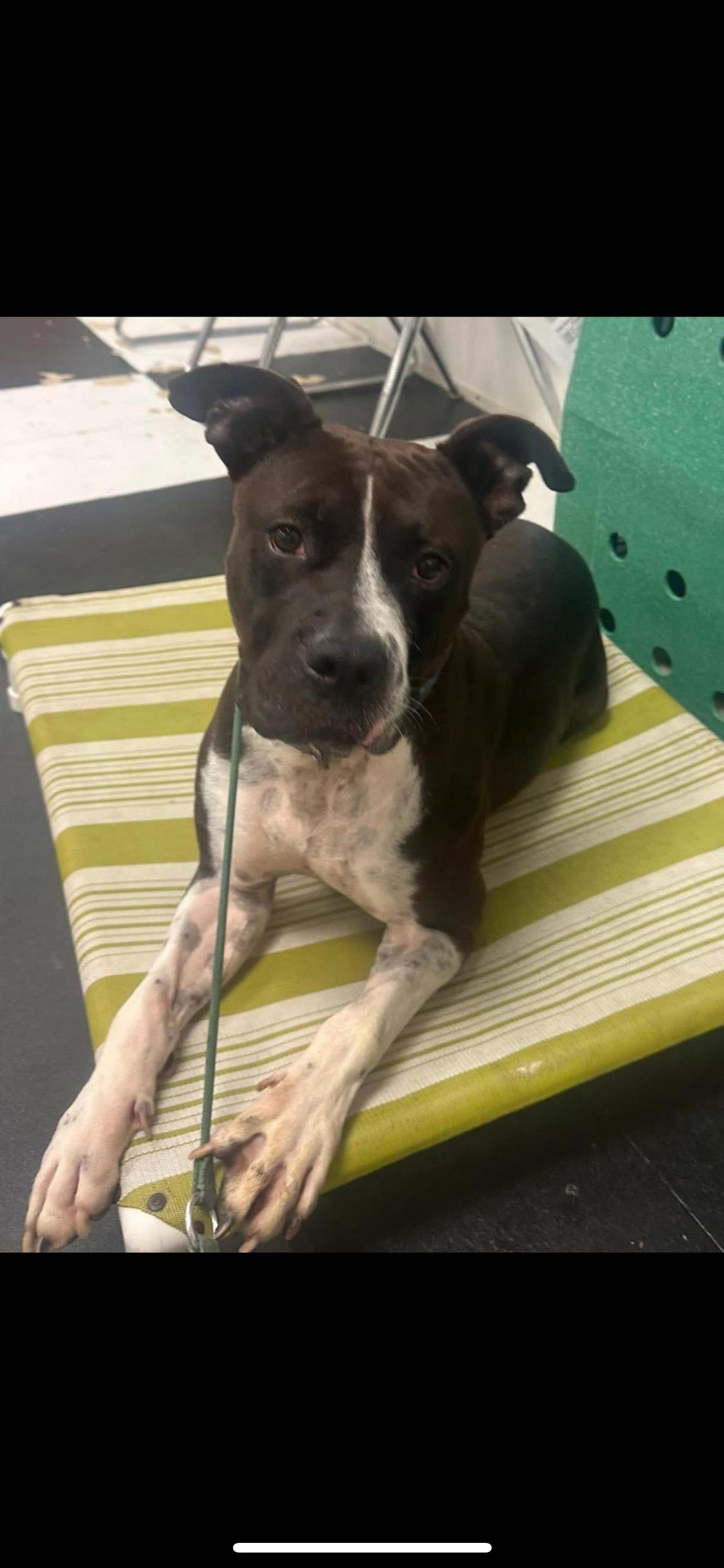 Remi, Adoptable, Adult Male Mixed Breed.