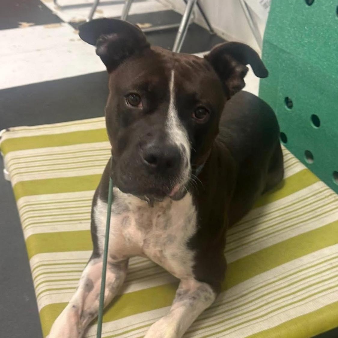 Enlarge Remi, a Adoptable Mixed Breed in Warren, OH image 1/2