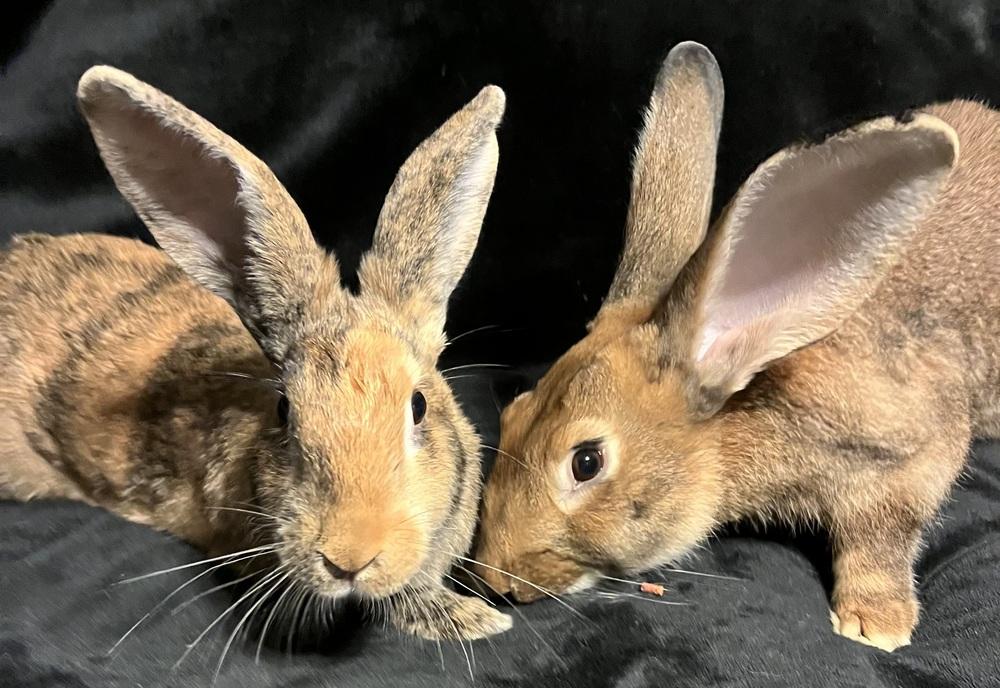 Enlarge Karen, a Adoptable Bunny Rabbit in Westford, MA image 1/6