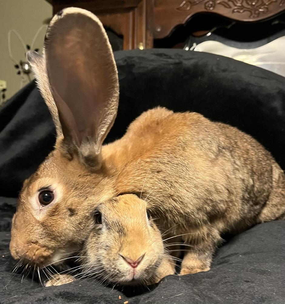 Enlarge Karen, a Adoptable Bunny Rabbit in Westford, MA image 2/6