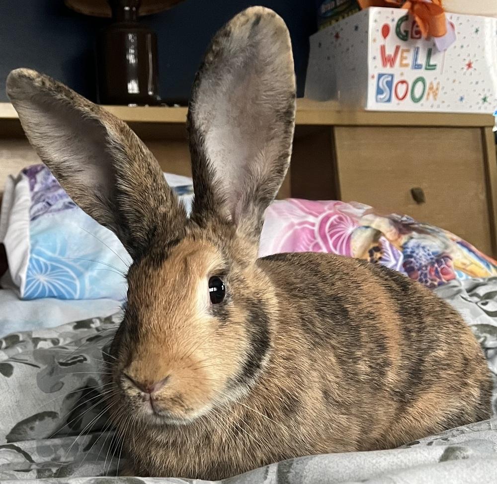 Enlarge Karen, a Adoptable Bunny Rabbit in Westford, MA image 3/6