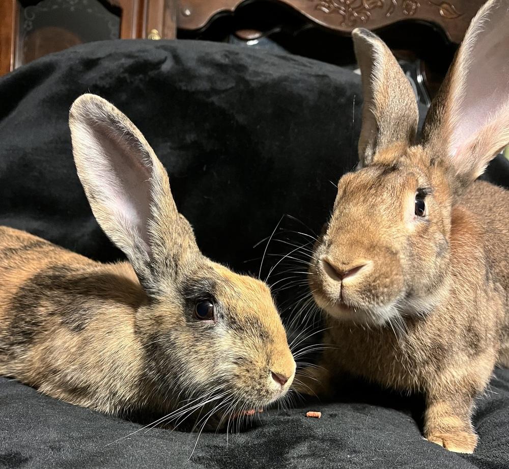 Enlarge Karen, a Adoptable Bunny Rabbit in Westford, MA image 4/6