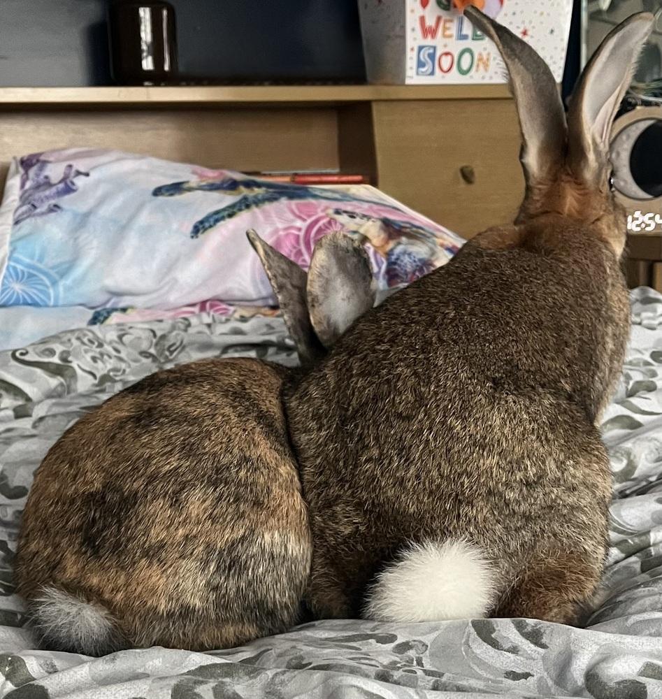 Enlarge Karen, a Adoptable Bunny Rabbit in Westford, MA image 5/6