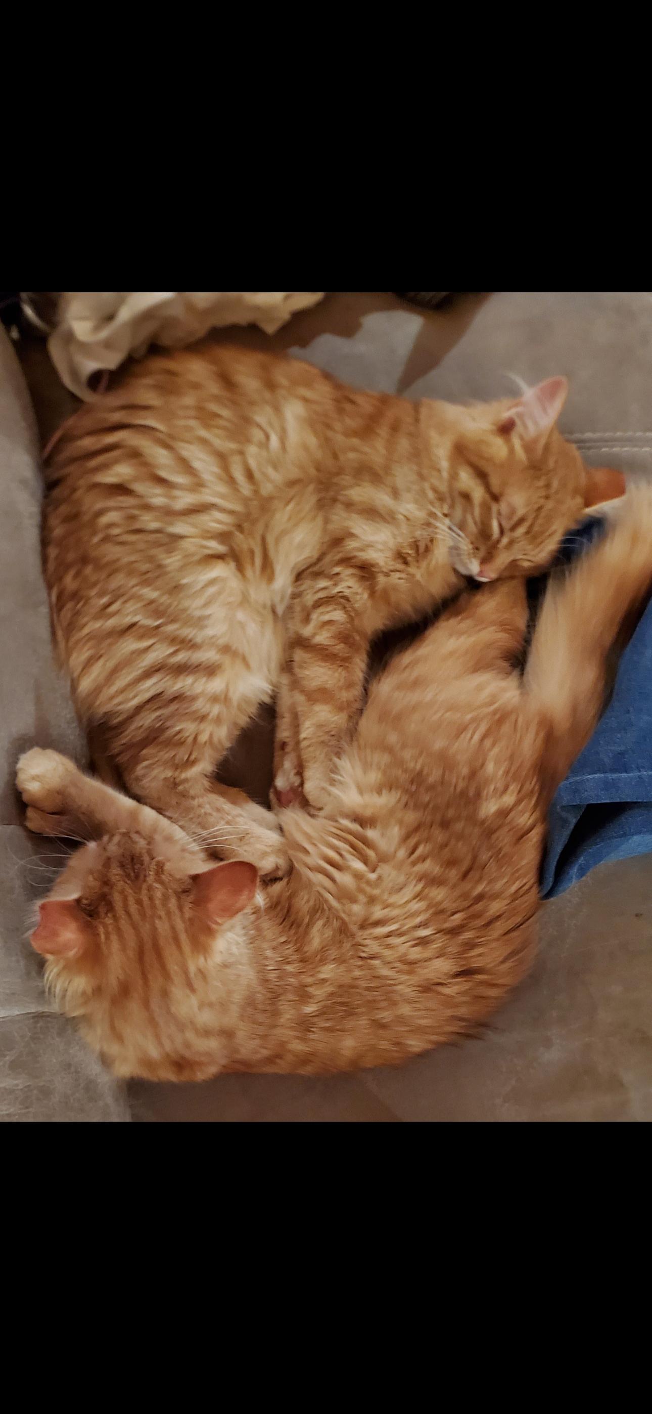 Otto and Hopper, ADOPTABLE, Young Male Domestic Short Hair.