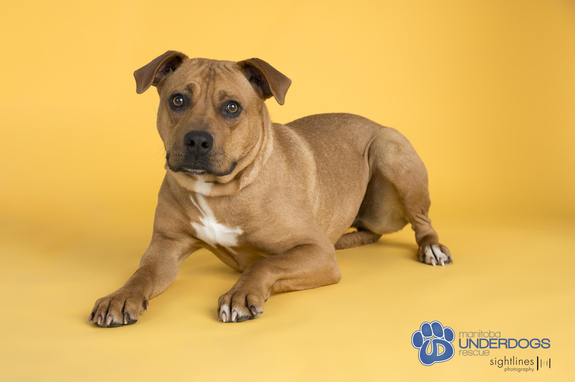 Vesta, ADOPTABLE, Adult Female Labrador Retriever & Boxer.