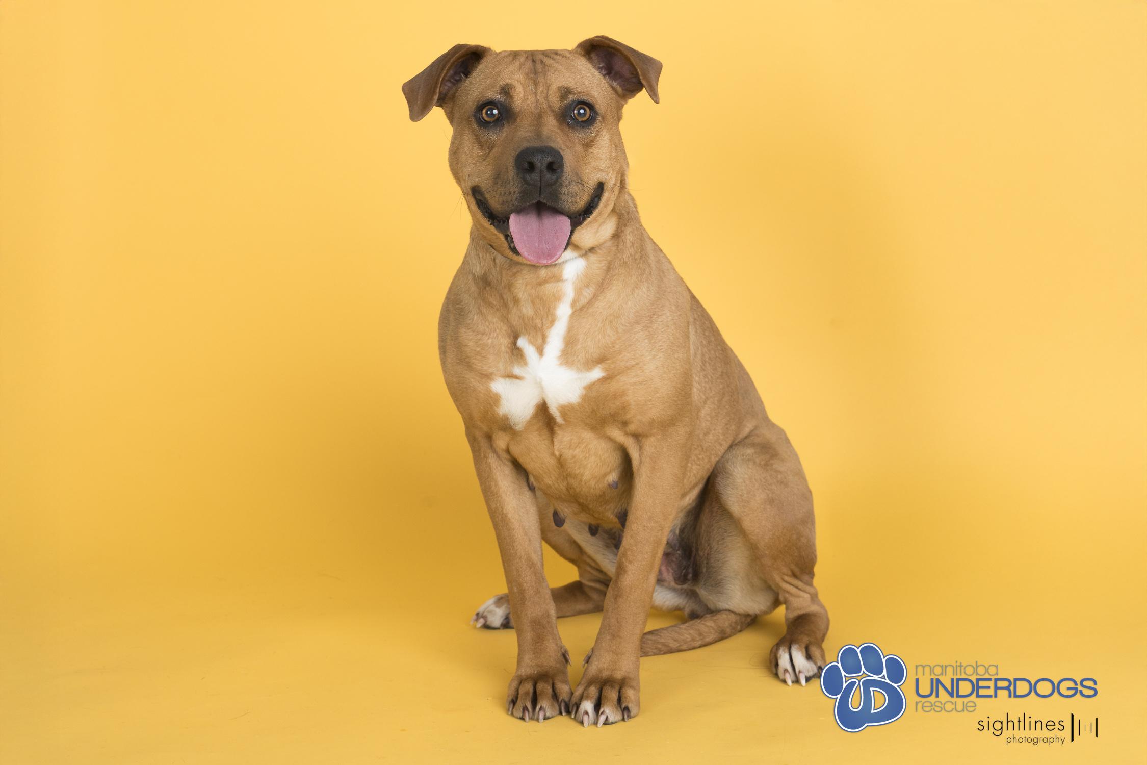 Vesta, a ADOPTABLE mixed breed in Winnipeg, MB image 2/4