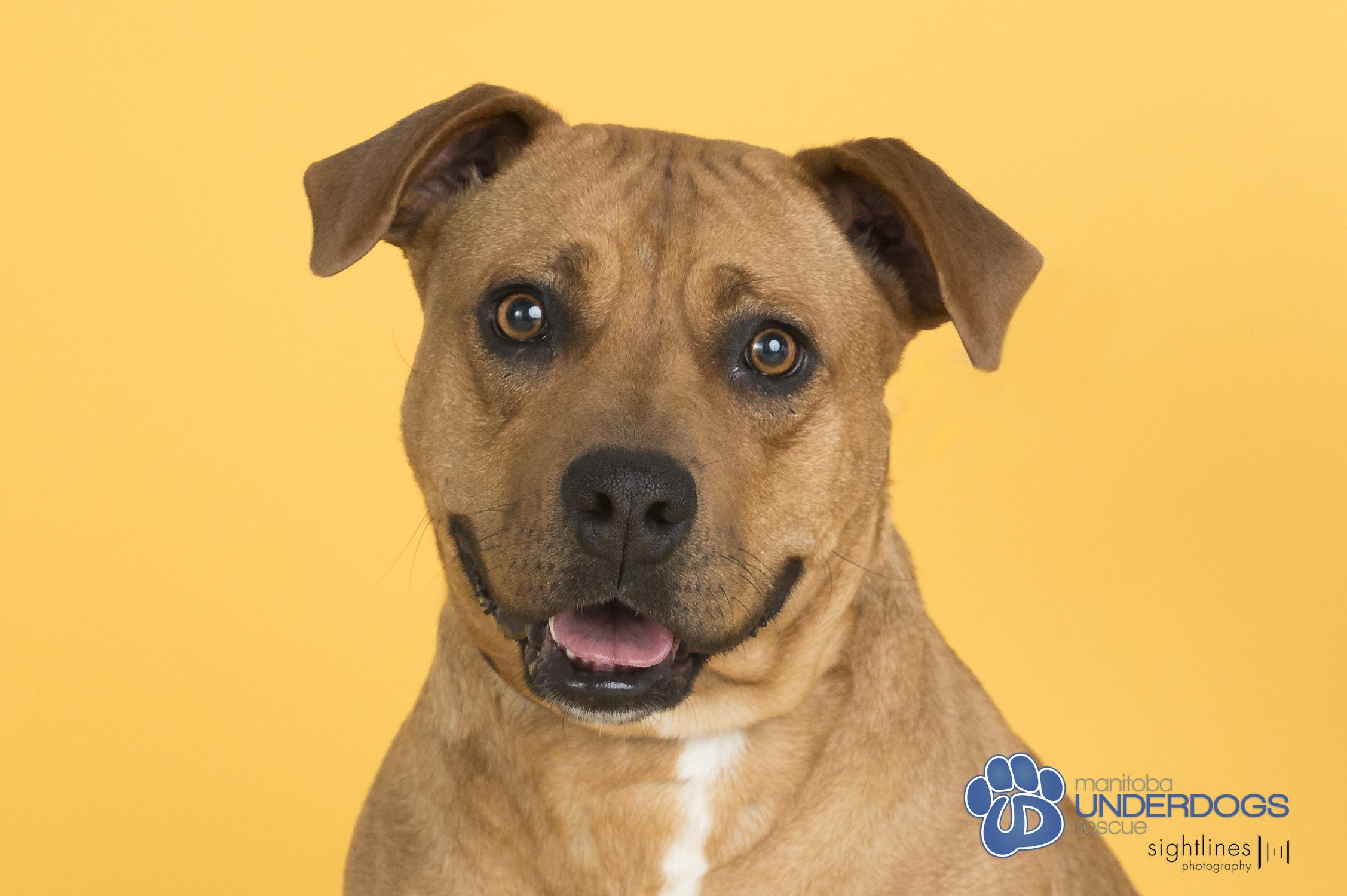 Vesta, a ADOPTABLE mixed breed in Winnipeg, MB image 3/4