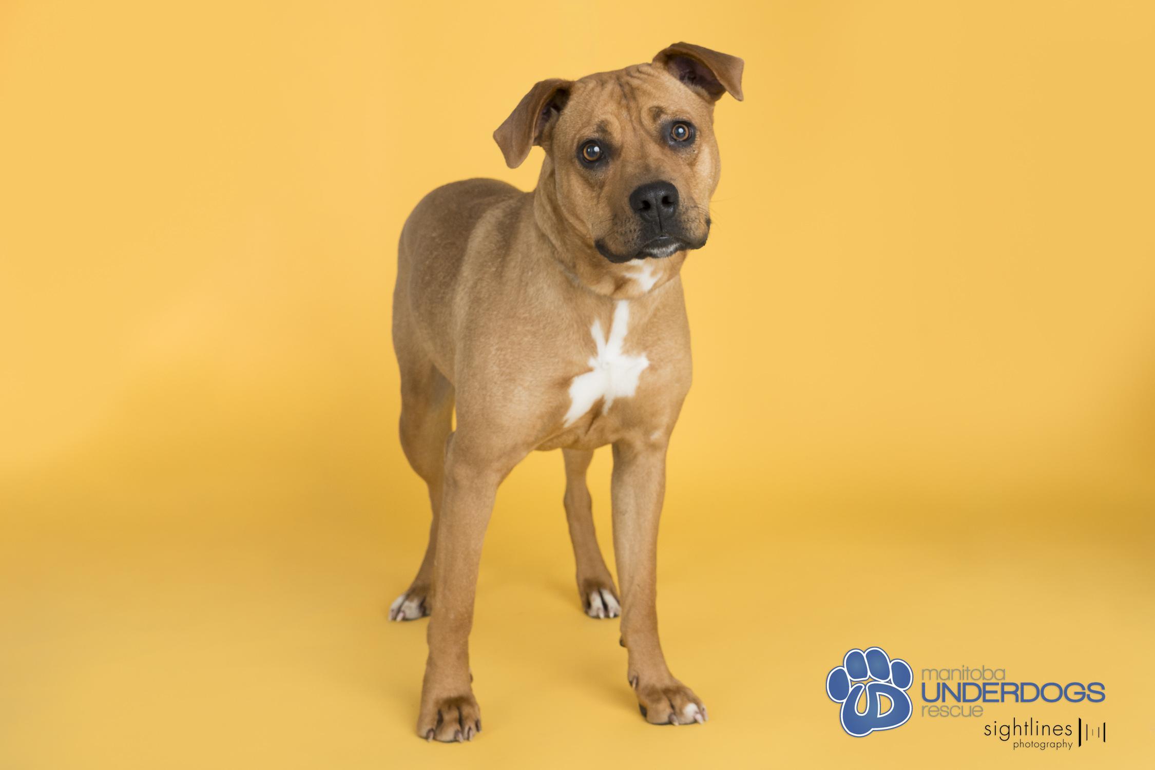 Vesta, a ADOPTABLE mixed breed in Winnipeg, MB image 4/4